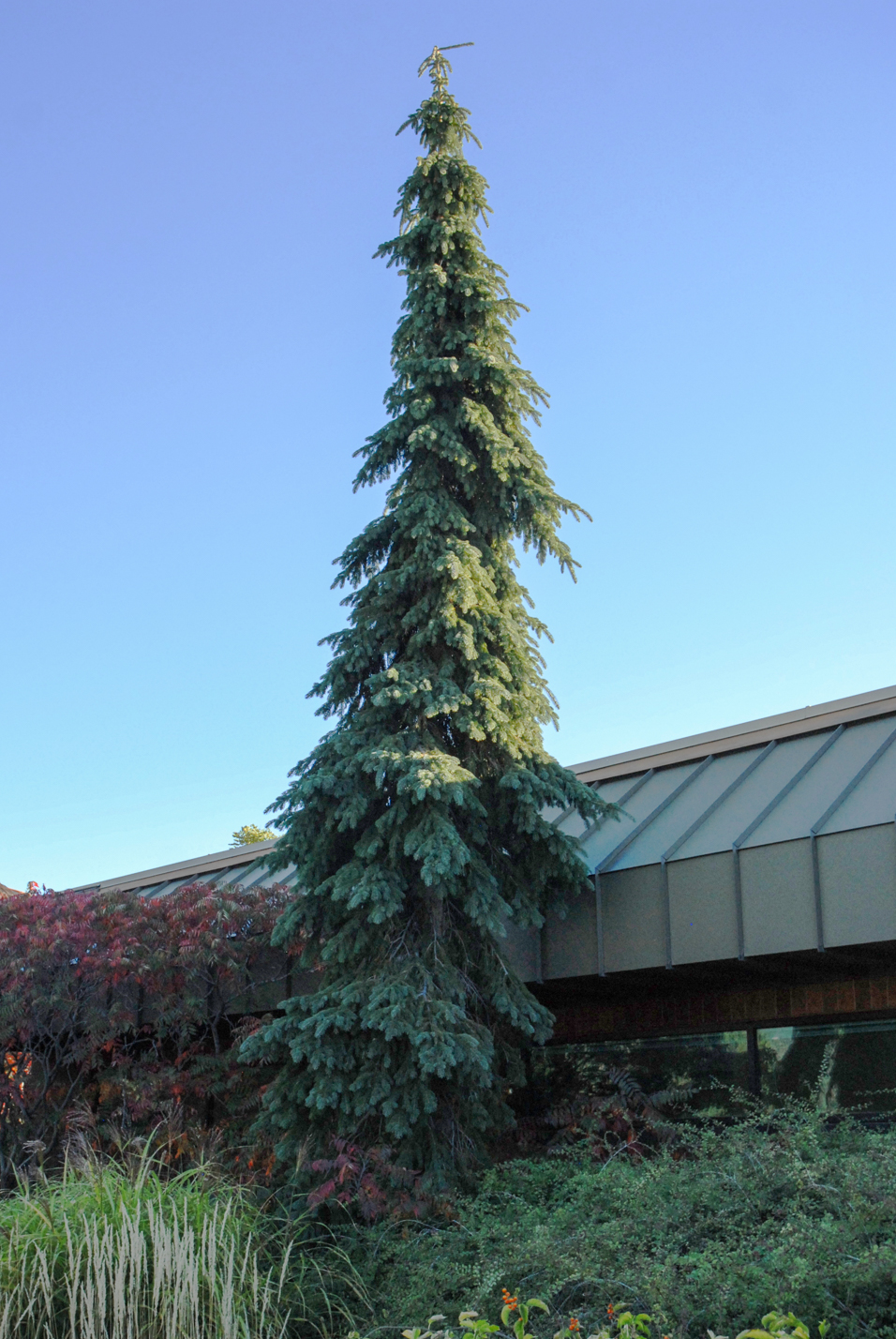 Weeping White Spruce